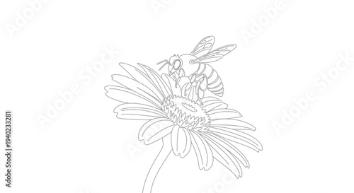 Busy Bee Pollinating a Detailed Daisy Flower on Isolated White Background