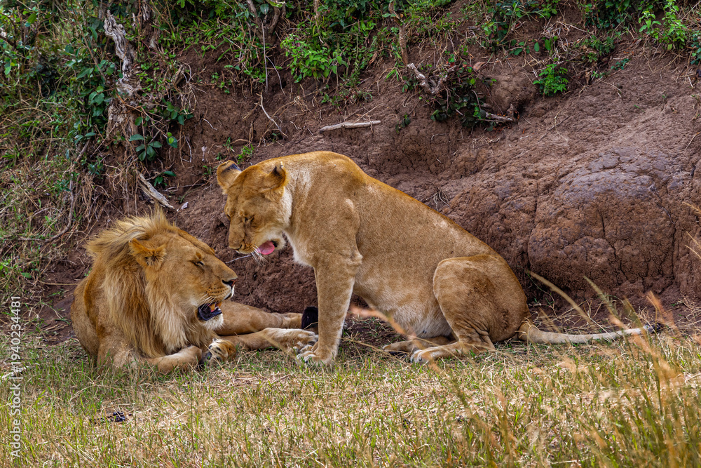 Fototapeta premium Two lion. Loving couple. Lions in the savannah. Masai Mara, Kenya
