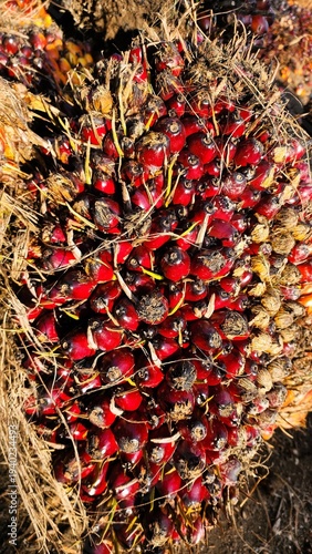 Palm oil is rich in antioxidants, particularly vitamin A, vitamin E (tocotrienols), and carotenoids, which are beneficial for heart and brain health, as well as boosting the immune system. Its oil is 