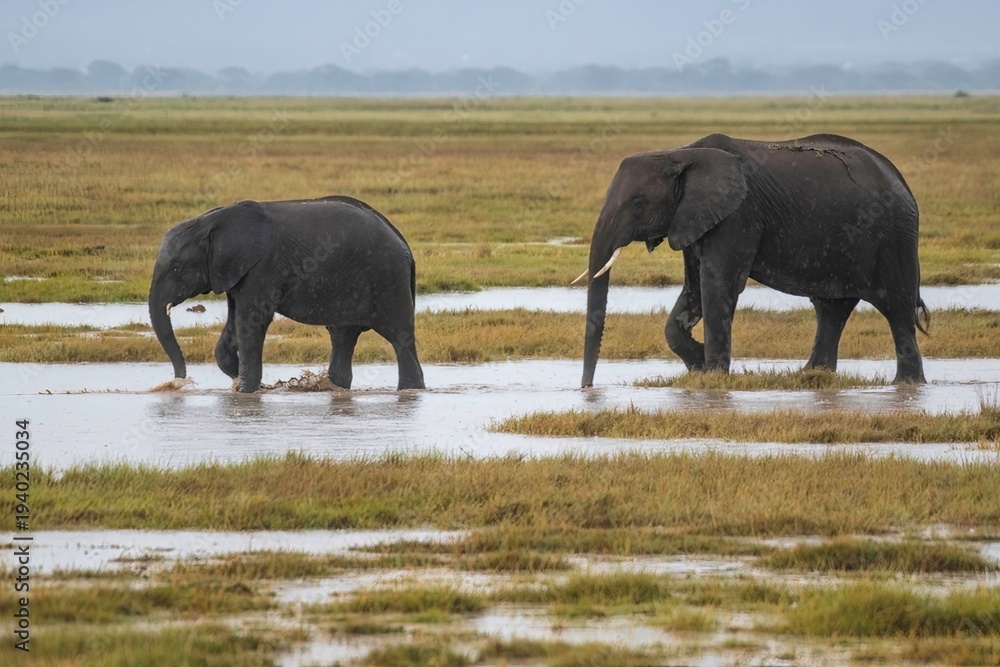 Fototapeta premium group of Elephants through wetland in the plain savannah of the Amboseli National Park in Kenya after rainfall