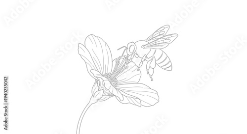 Bee diligently collecting nectar from a blossoming flower, nature sketch illustration on isolated white background