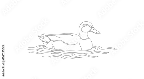Duck swimming calmly in water, tranquil bird sketch illustration on isolated white background