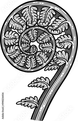 Close up of a Fiddlehead Fern Frond Unfurling in Black and White