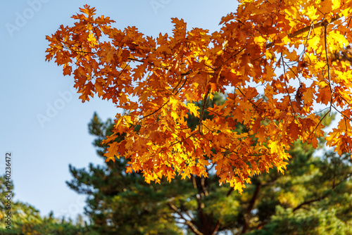 Close-up of golden orange Oak tree (Quercus) leaves in autumn sunlight