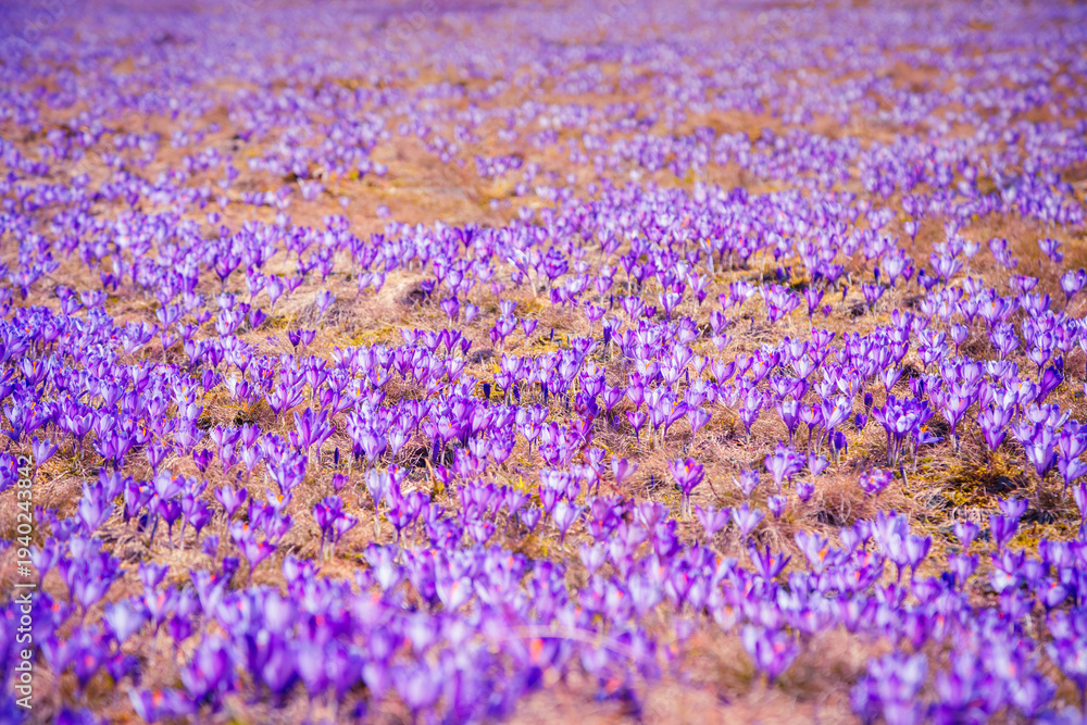 Fototapeta premium The vast field is adorned with bright purple crocuses blooming in the gentle sunlight of early spring.