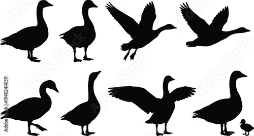 WebBlack goose silhouette set with flying birds, standing gander, spreading wings, mother goose with small gosling, isolated vector wildlife illustrations,