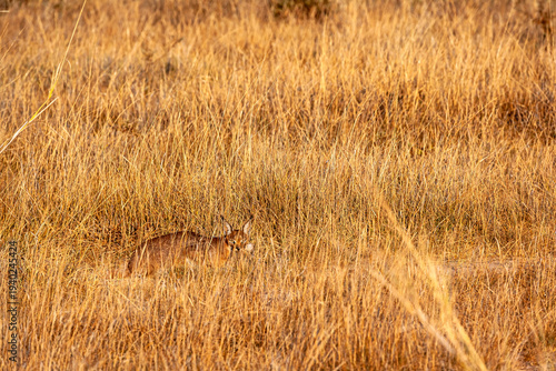 Bild auf Leinwand A very rare predator: a caracal caught a rabbit. Amboseli, Kenya