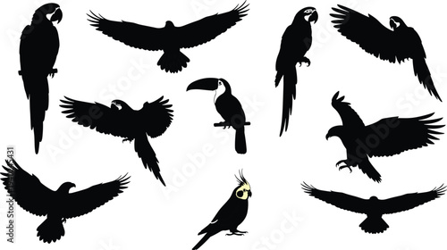 WebTropical bird silhouettes collection featuring parrots, macaws, toucans, eagles, and cockatiels in flying and perched poses for exotic wildlife vector designs.