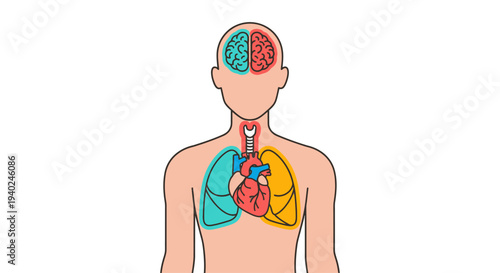 Human body illustration highlighting internal organs on World Health Day, showcasing brain, heart, and lungs from a frontal viewpoint