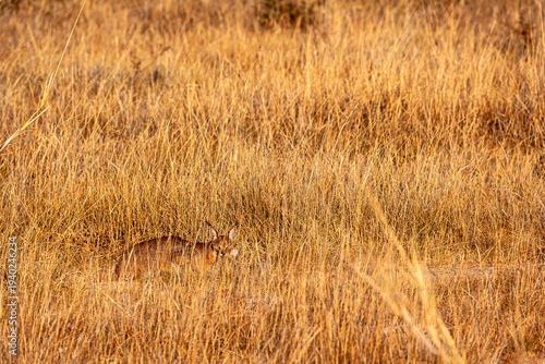 Photos A very rare predator: a caracal caught a rabbit. Amboseli, Kenya