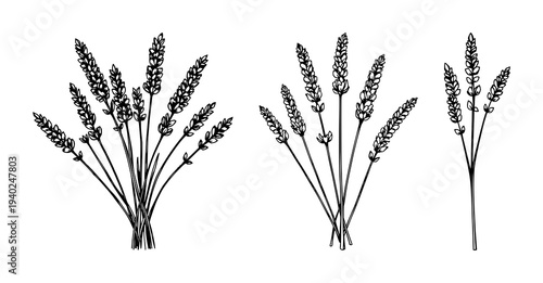 Elegant Black Line Art Illustration of Dried Lavender Flowers on a Pure White Background, Perfect for Botanical & Minimalist Designs