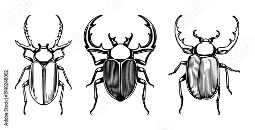 High‑resolution black line drawing of stag beetle (Lucanus cervus) on white background – vector illustration for biology and entomology education