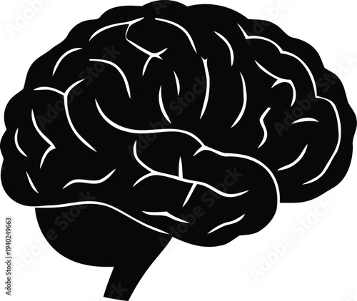 Anatomical illustration of a human brain