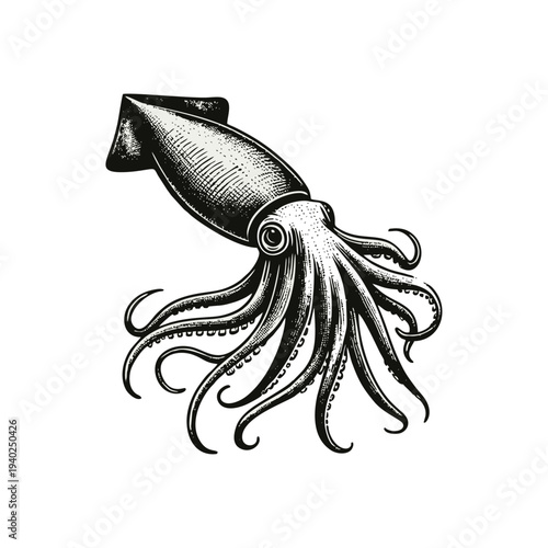 Retro Style Squid Engraving Illustration Isolated on White Background