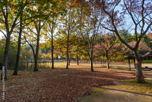 Peaceful autumn landscape with fallen leaves in Ulsan Grand Park, South Korea