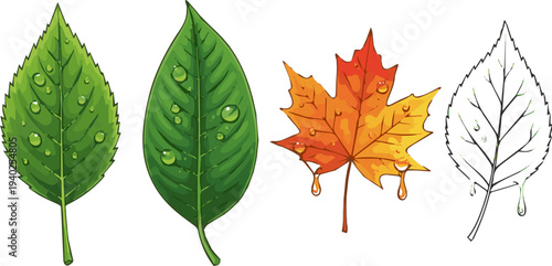 Isolated a realistic Leaves, four seasons, water drops vector art with white background..