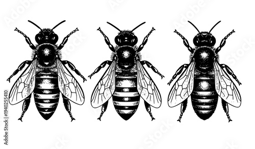 Queen worker and drone bee vintage doodle vector illustration honeybee specimen collection