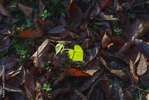 Sunlit heart-shaped green seedling standing out against textured dry autumn leaves