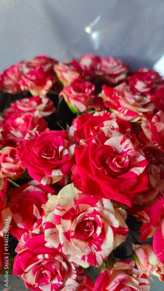 Obraz premium red rose petals
