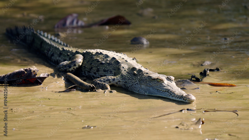 Obraz premium Crocodile emerging from muddy water in its natural habitat, showcasing wildlife and biodiversity in the sierpe mangroves