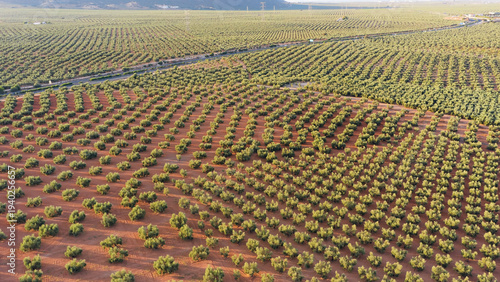Expansive olive grove fields creating symmetrical patterns on red soil, showing extensive agriculture in the sunny Andalusian landscape