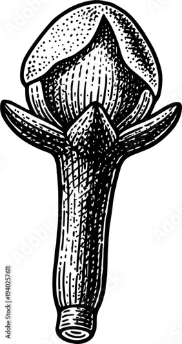 Whole Clove Spice Bud Botanical Illustration on White Background Vintage Style