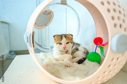 A cute little cat with folded ears.