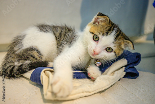 A cute little cat with folded ears.