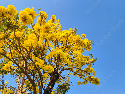 Vibrant yellow Tabebuia (golden trumpet tree) in full bloom against a clear blue sky. Bright yellow flowers in spring and summer.