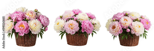 Beautiful arrangement of fresh pink and white peony flowers in a rustic wicker basket isolated on white background