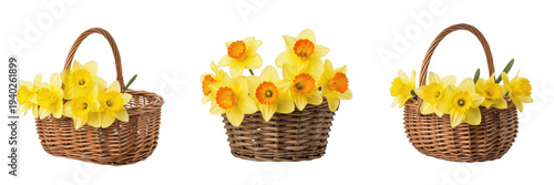 Set of three rustic wicker baskets filled with fresh yellow daffodils isolated on white background