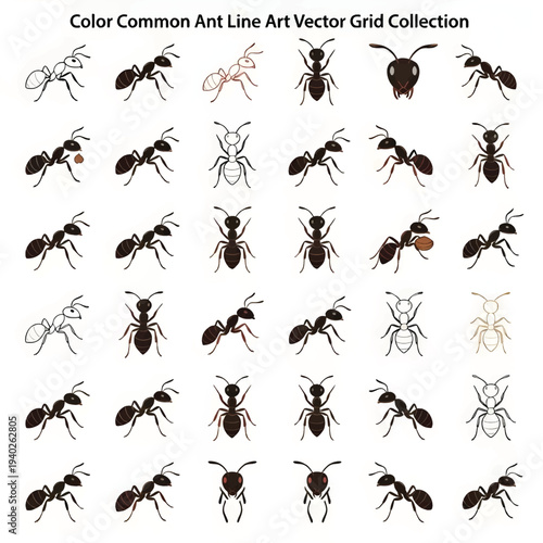 Colorful Common Ant Illustration Isolated on White Background