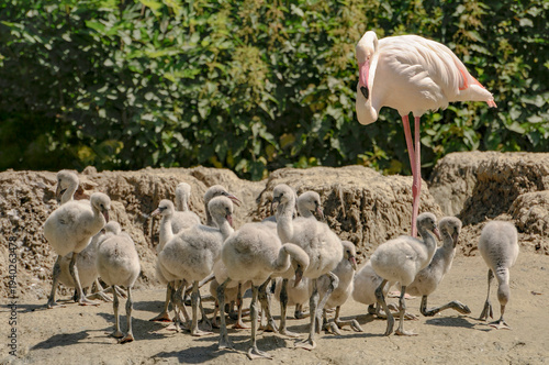 Flamingo family