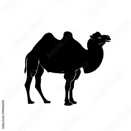 Desert Nomad Silhouette: An artistic silhouette captures the iconic form of a desert camel, symbolizing endurance and adaptation in the arid landscape.