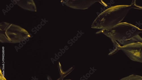 Golden Fish Swimming With a School of Silhouetted Fish in Dark Underwater Scene