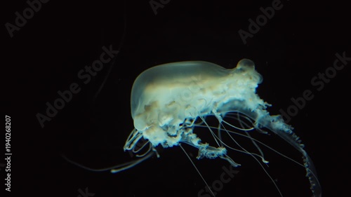 Glowing Blue Jellyfish Floating in Dark Ocean Water Translucent Marine Life Close-Up