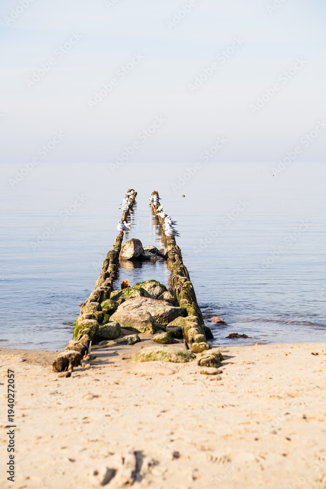 Fototapeta premium Seagulls perched on wooden groynes in calm sea water. Scenic coastal landscape with sandy beach at shoreline. Peaceful ocean horizon during sunny spring day for travel illustration.