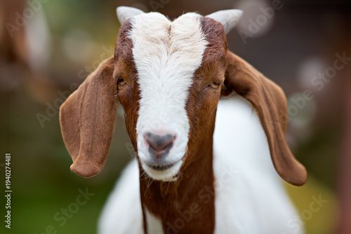Canvas Print Close-up portrait of a friendly brown and white boer goat looking directly at the viewer with its long ears and short horns, set against a soft, blurred background