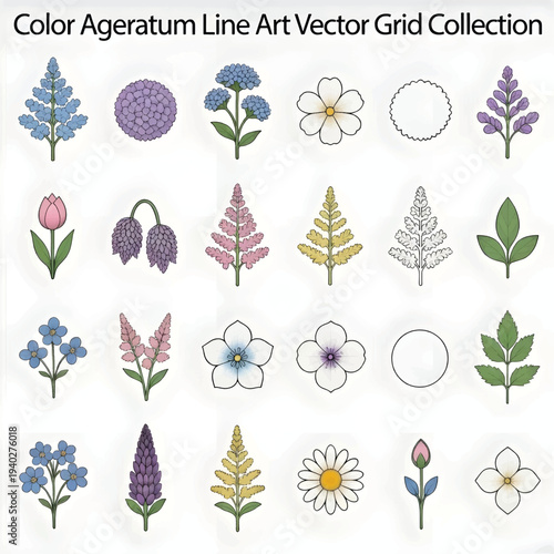 Colorful Ageratum Flowers Isolated on White Background Botanical Garden Flower Illustration