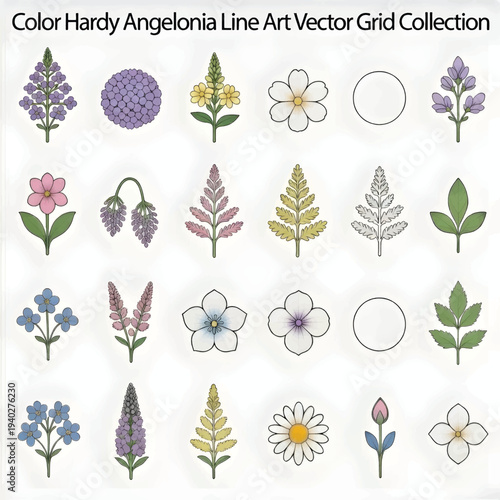 Colorful Hardy Angelonia Flowers Isolated on White Background Botanical Garden Plant Illustration