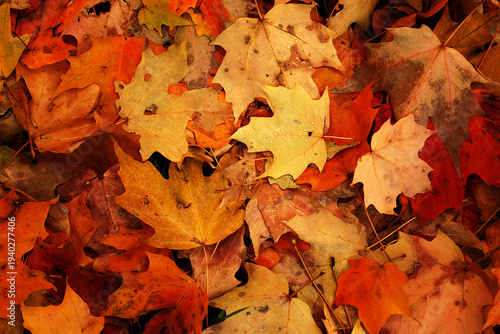 Photos Top view of vibrant orange and brown autumn maple leaves on the ground