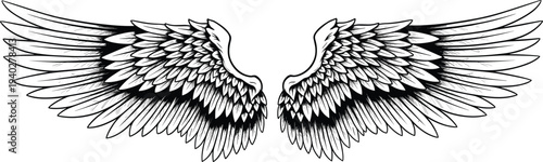 Detailed angel wings illustration, vintage engraved feather wings, symmetrical heavenly wing design, tattoo style bird wings isolated monochrome line art