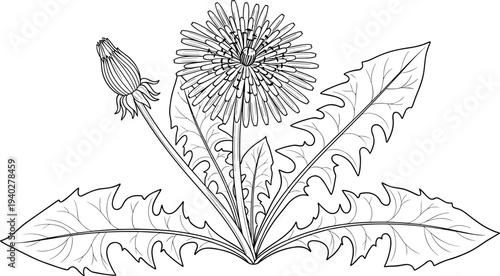 Detailed dandelion plant botanical illustration with flower, bud and leaves, natural herb drawing isolated for botanical study design