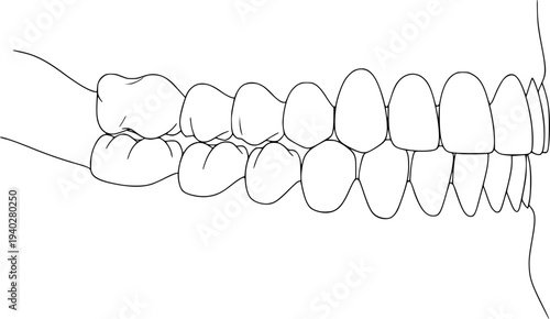 Detailed line of human teeth in profile showing upper and lower jaw alignment dental