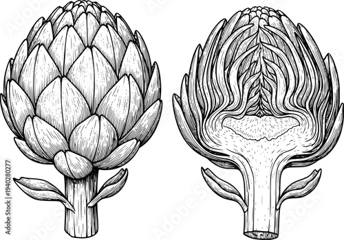 Detailed Line of a Whole and Halved Artichoke White Background vegetable food