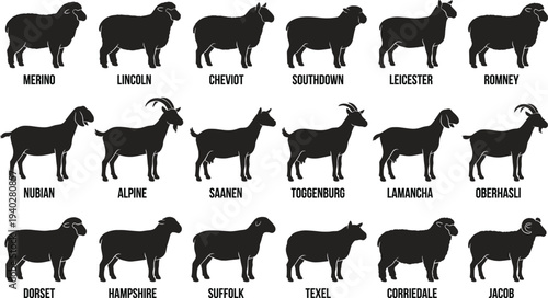 Sheep and goat breeds silhouette set farm livestock animals collection agriculture ranch domestic animals icons flat vector illustration