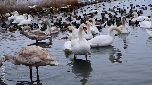 Juvenile grey and adult mute swans (Cygnus olor) near the shore of a lagoon, with flocks of mallards (Anas platyrhynchos) and Eurasian coots (Fulica atra) 