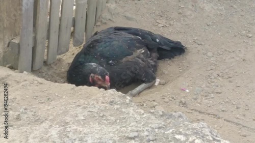 Wallpaper Mural a black hen is playing with the dusty ground while scratching with her claws Torontodigital.ca
