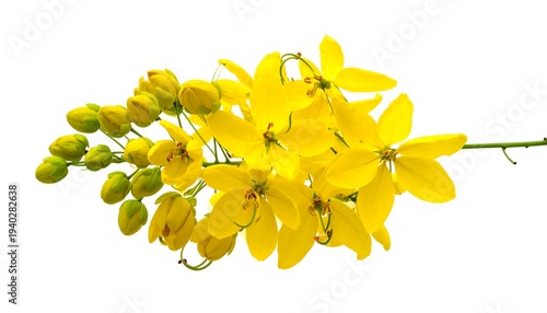 Golden Shower Tree - A Vibrant Display of Cassia Fistula Flowers.