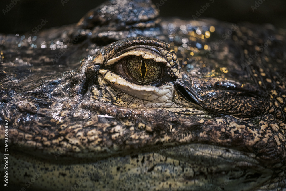 Obraz premium Close-up of the eye of an alligator lying in the water